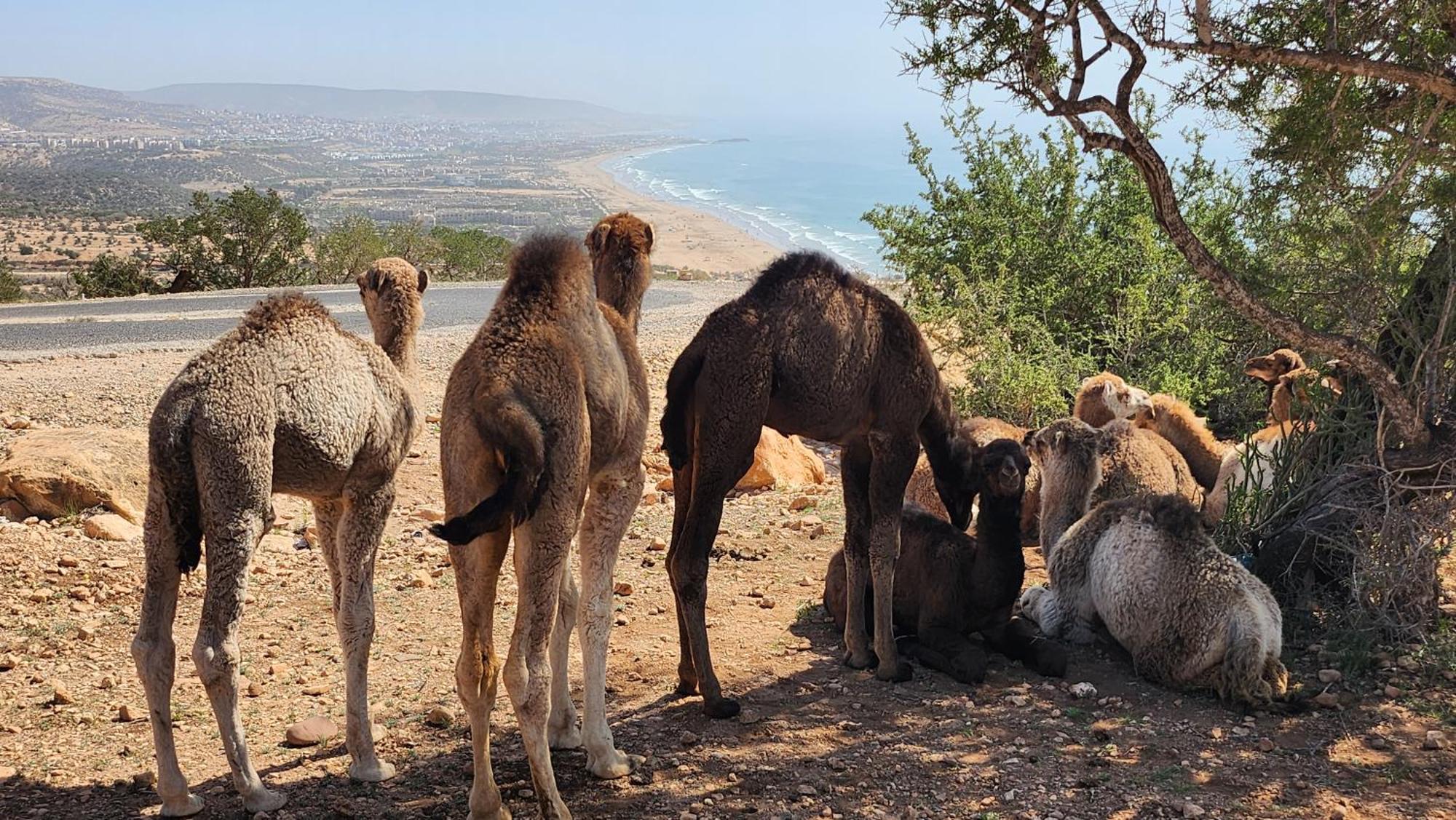 Taghazout Panoramic Leilighet Eksteriør bilde